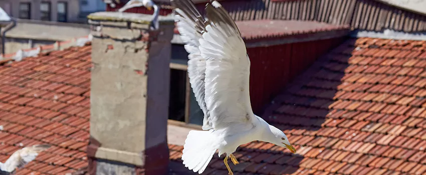 Residential Chimney Animal Removal Solution in New Castle, IN